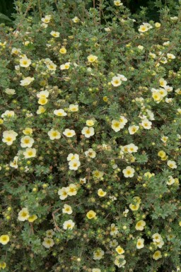 Potentille arbustive Potentilla fruticosa 'Limelight' arbuste Potentilla fruticosa 'Limelight'