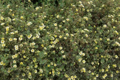 Potentille arbustive Potentilla fruticosa 'Limelight' arbuste Potentilla fruticosa 'Limelight'
