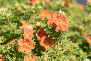 Potentille arbustive Potentilla fruticosa 'Red Ace' arbuste Potentilla fruticosa 'Red Ace' arbuste