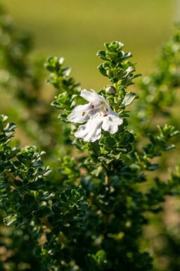 Menthe des montagnes Prostanthera cuneata arbuste Prostanthera cuneata arbuste