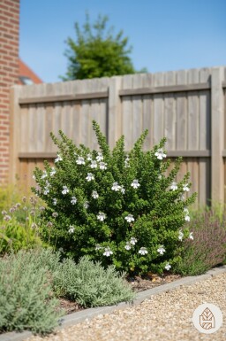 Prostanthera cuneata arbuste