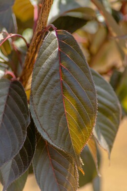Sakura Prunus 'Royal Burgundy' arbuste Prunus 'Royal Burgundy' arbuste