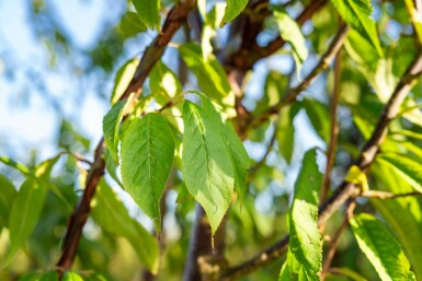 Cerisier du tibet Prunus serrula arbuste Prunus serrula arbuste