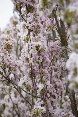 Sakura Prunus serrulata 'Amanogawa' arbuste Prunus serrulata 'Amanogawa' arbuste