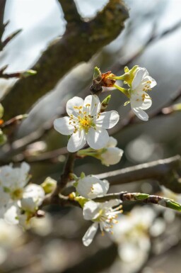 Prunellier Prunus spinosa arbuste Prunus spinosa arbuste
