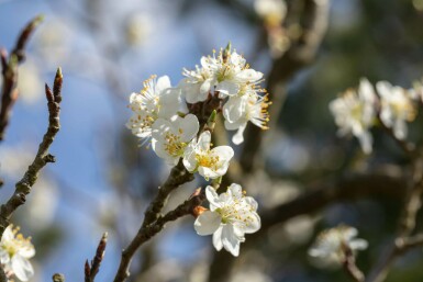 Prunellier Prunus spinosa arbuste Prunus spinosa arbuste