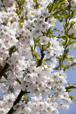 Cerisier japonais Prunus yedoensis arbuste Prunus yedoensis arbuste