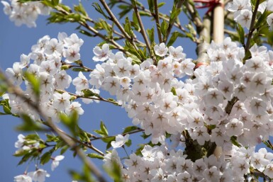 Cerisier japonais Prunus yedoensis arbuste Prunus yedoensis arbuste