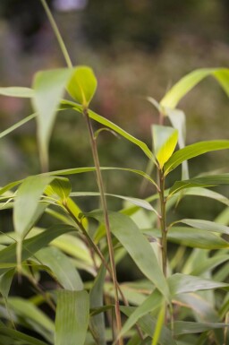 Bambou japonais Pseudosasa japonica arbuste Pseudosasa japonica arbuste