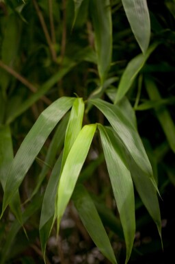 Bambou japonais Pseudosasa japonica arbuste Pseudosasa japonica arbuste
