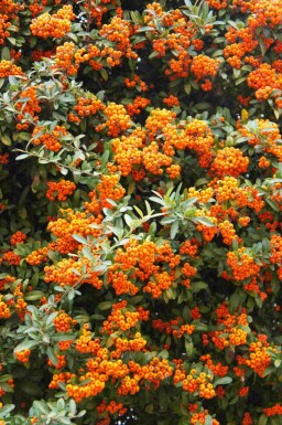 Buisson ardent Pyracantha 'Red Cushion' arbuste Pyracantha 'Red Cushion'