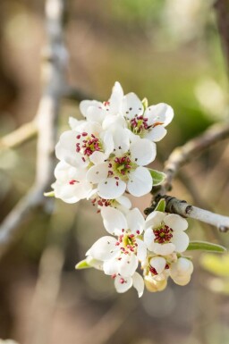Poirier pleureur Pyrus salicifolia 'Pendula' arbuste Pyrus salicifolia 'Pendula' arbuste