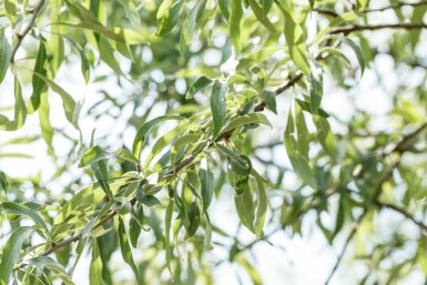 Poirier pleureur Pyrus salicifolia 'Pendula' arbuste Pyrus salicifolia 'Pendula' arbuste