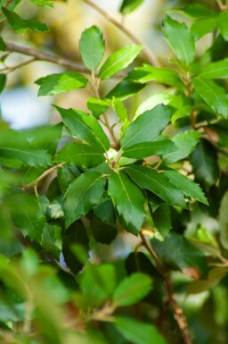 Chêne vert Quercus ilex arbuste Quercus ilex arbuste