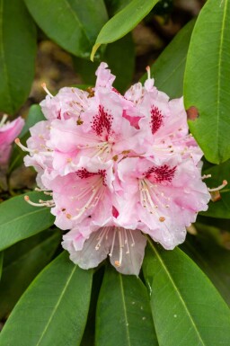 Rhododendron Rhododendron 'Albert Schweitzer' arbuste Rhododendron 'Albert Schweitzer' arbuste