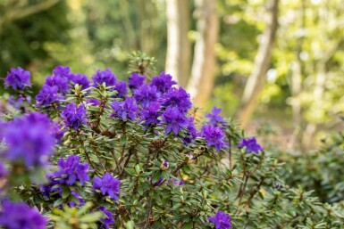 Rhododendron Rhododendron 'Azurika' arbuste Rhododendron 'Azurika' arbuste