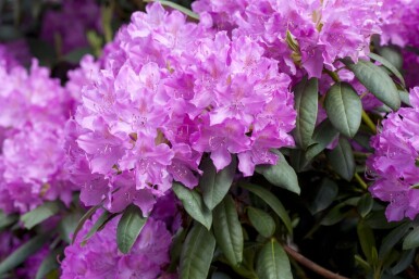 Rhododendron Rhododendron catawbiense 'Boursault' arbuste Rhododendron catawbiense 'Boursault' arbuste