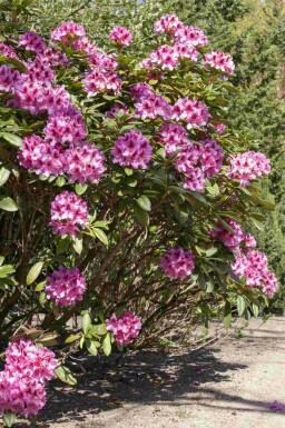 Rhododendron Rhododendron 'Cosmopolitan' arbuste Rhododendron 'Cosmopolitan' arbuste