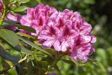 Rhododendron Rhododendron 'Cosmopolitan' arbuste Rhododendron 'Cosmopolitan' arbuste