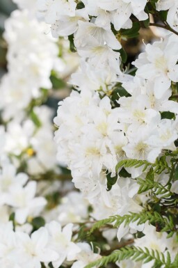 Rhododendron Rhododendron 'Dora Amateis' arbuste Rhododendron 'Dora Amateis' arbuste