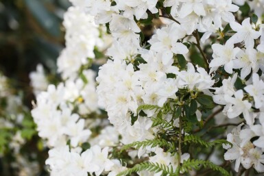 Rhododendron Rhododendron 'Dora Amateis' arbuste Rhododendron 'Dora Amateis' arbuste