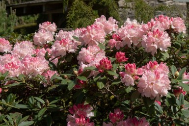 Rhododendron Rhododendron 'Dreamland' arbuste Rhododendron 'Dreamland' arbuste