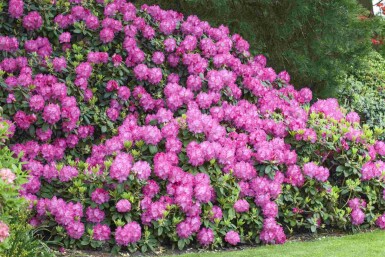 Rhododendron Rhododendron 'Germania' arbuste Rhododendron 'Germania'