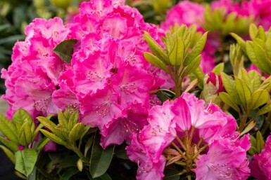 Rhododendron 'Germania' arbuste 50-60 cm
