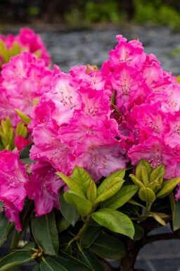 Rhododendron 'Germania' arbuste 50-60 cm