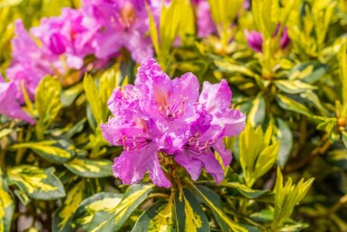 Rhododendron Rhododendron 'Goldflimmer' arbuste Rhododendron 'Goldflimmer' arbuste