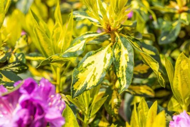 Rhododendron 'Goldflimmer' arbuste 30-40 cm