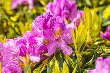 Rhododendron 'Goldflimmer' arbuste 30-40 cm