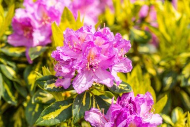 Rhododendron 'Goldflimmer' arbuste 30-40 cm