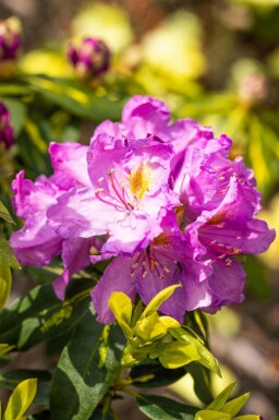 Rhododendron 'Goldflimmer' arbuste 30-40 cm