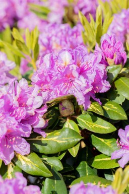 Rhododendron 'Goldflimmer' arbuste 30-40 cm