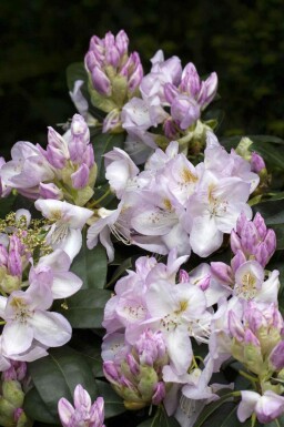 Rhododendron Rhododendron 'Gomer Waterer' arbuste Rhododendron 'Gomer Waterer' arbuste
