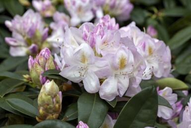 Rhododendron Rhododendron 'Gomer Waterer' arbuste Rhododendron 'Gomer Waterer' arbuste