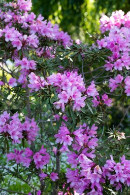 Rhododendron Rhododendron 'Graziella' arbuste Rhododendron 'Graziella' arbuste