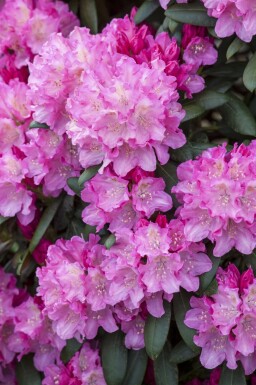 Rhododendron Rhododendron 'Kalinka' arbuste Rhododendron 'Kalinka' arbuste