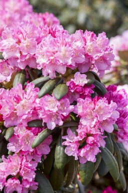 Rhododendron Rhododendron 'Kalinka' arbuste Rhododendron 'Kalinka' arbuste