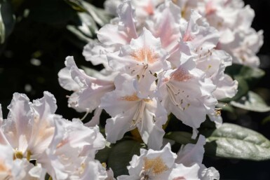 Rhododendron Rhododendron 'Madame Masson' arbuste Rhododendron 'Madame Masson' arbuste