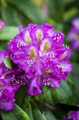 Rhododendron Rhododendron 'Marcel Menard' arbuste Rhododendron 'Marcel Menard' arbuste
