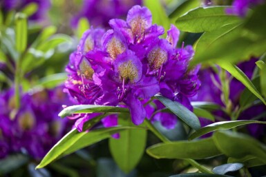 Rhododendron Rhododendron 'Marcel Menard' arbuste Rhododendron 'Marcel Menard' arbuste