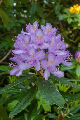 Rhododendron Rhododendron 'Moerheim' arbuste Rhododendron 'Moerheim' arbuste