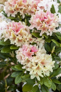 Rhododendron Rhododendron 'Percy Wiseman' arbuste Rhododendron 'Percy Wiseman' arbuste