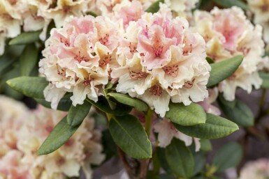 Rhododendron Rhododendron 'Percy Wiseman' arbuste Rhododendron 'Percy Wiseman' arbuste