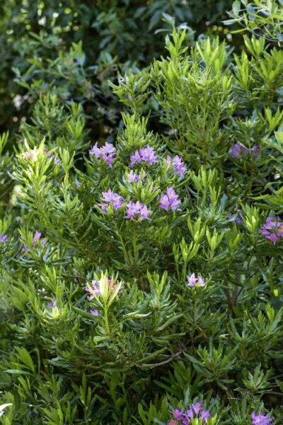 Rhododendron ponticum arbuste 80-100 cm