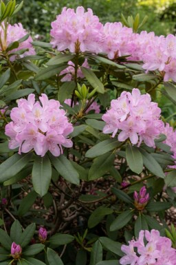 Rhododendron Rhododendron ponticum 'Roseum' arbuste Rhododendron ponticum 'Roseum' arbuste
