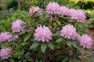 Rhododendron Rhododendron ponticum 'Roseum' arbuste Rhododendron ponticum 'Roseum' arbuste