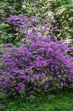 Rhododendron Rhododendron praecox arbuste Rhododendron praecox arbuste